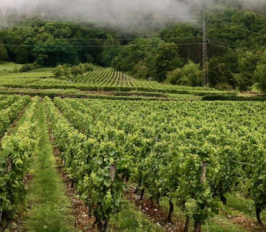 Visite des vignobles