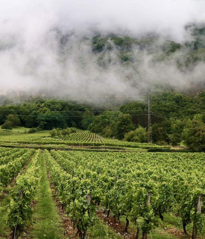 Visite des vignobles Mussy-sur-Seine